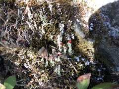 Cladonia bellidiflora