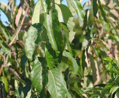 Alniphyllum pterospermum