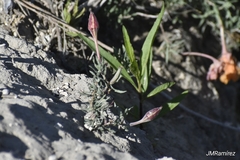 Oenothera lavandulifolia
