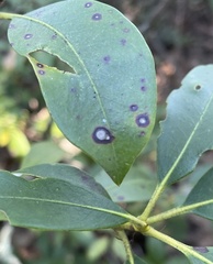 Mycosphaerella colorata