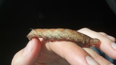 Amphion floridensis