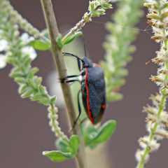 Chlorochroa ligata
