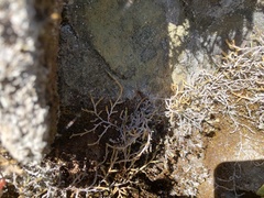 Selaginella wallacei