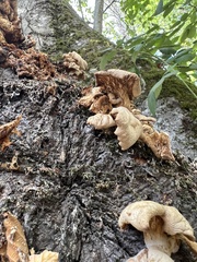 Pleurotus pulmonarius