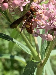 Cerceris bicornuta