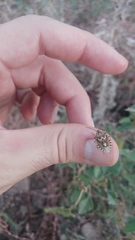 Codophila varia