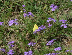 Colias lesbia