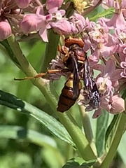 Cerceris bicornuta