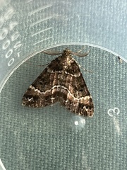 Pseudocoremia productata