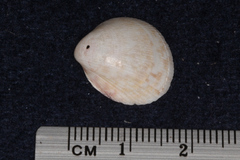 Cardiidae