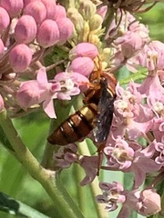 Cerceris bicornuta