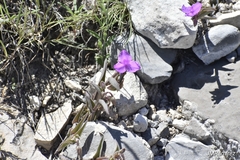 Tradescantia crassifolia