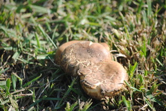 Agaricus bisporus