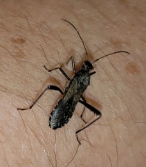 Alydus