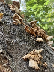 Pleurotus pulmonarius