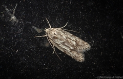 Acantholena siccella