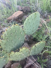 Opuntia orbiculata