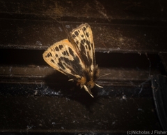 Ardices curvata