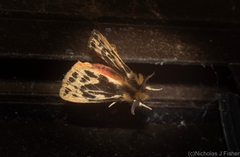 Ardices curvata
