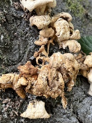 Pleurotus pulmonarius