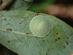 Paracraspis guadaloupensis