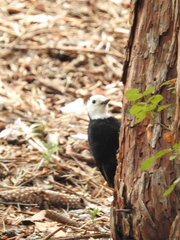 Dryobates albolarvatus