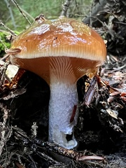 Cortinarius mucosus