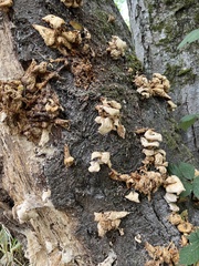 Pleurotus pulmonarius