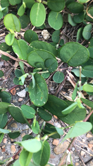 Alysicarpus vaginalis