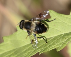 Eristalis anthophorina
