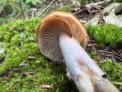 Cortinarius mucosus