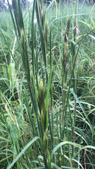 Andropogon glomeratus