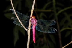 Orthemis discolor