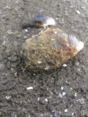 Mytilus edulis