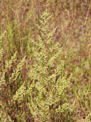 Artemisia scoparia