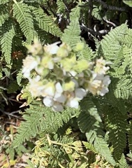 Chamaebatiaria millefolium