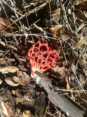 Clathrus cristatus