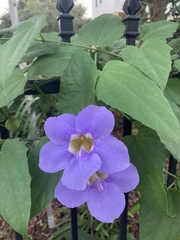 Thunbergia