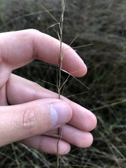 Aristida rhizomophora