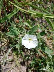 Convolvulus crenatifolius