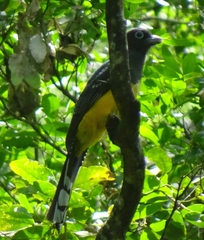 Trogon melanocephalus