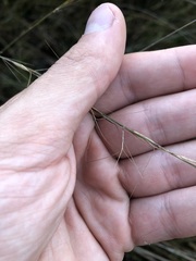 Aristida rhizomophora