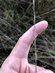 Aristida rhizomophora