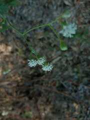 Florestina tripteris