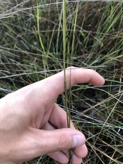 Aristida rhizomophora