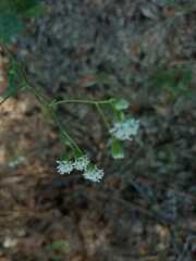 Florestina tripteris