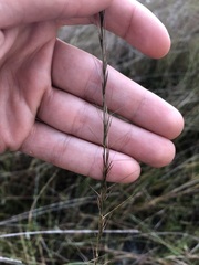 Aristida rhizomophora