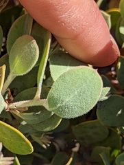 Arctostaphylos canescens