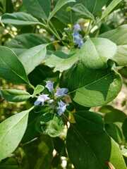 Vitex