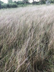 Aristida rhizomophora